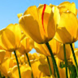 Meet your Posher, April